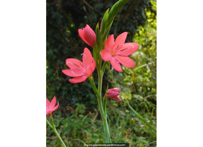 SCHIZOSTYLIS coccinea