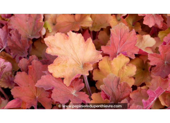 HEUCHERA 'Caramel'