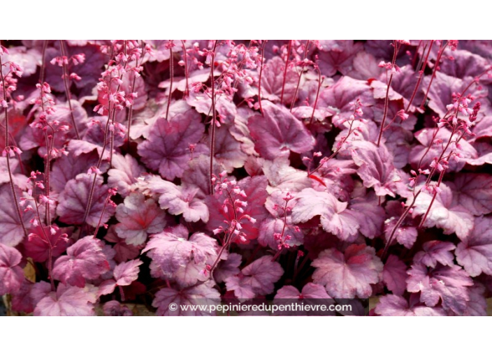 HEUCHERA 'Grape Soda'