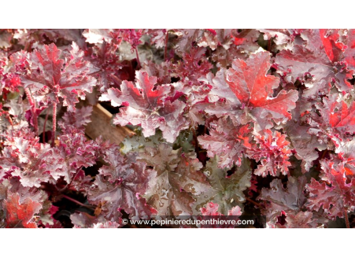 HEUCHERA 'Purple Petticoats'