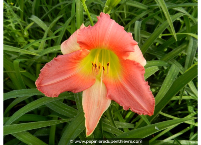 HEMEROCALLIS 'Final Touch'