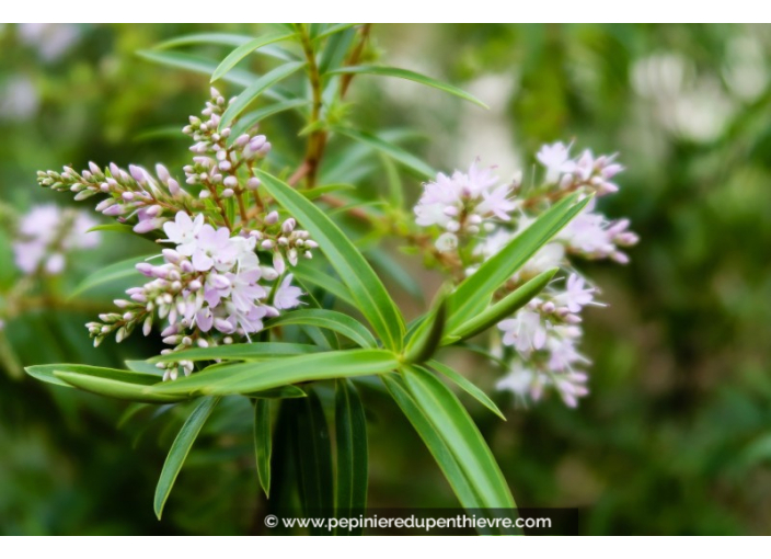 HEBE salicifolia