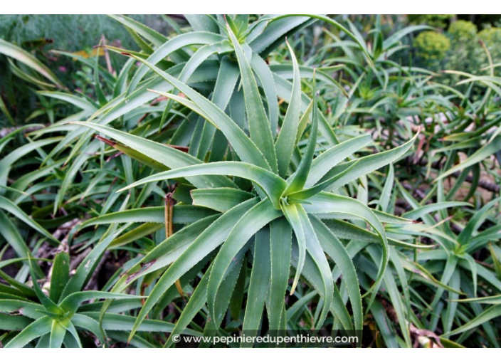 ALOE striatula