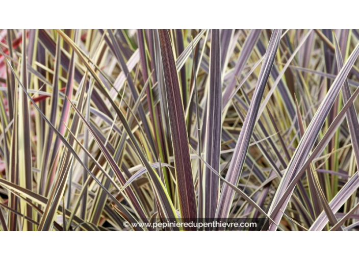 CORDYLINE banksii 'Electric Flash'