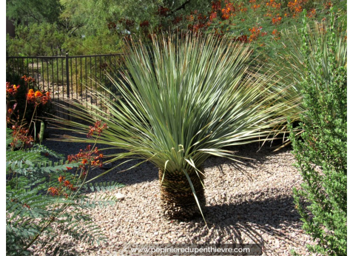 YUCCA rostrata