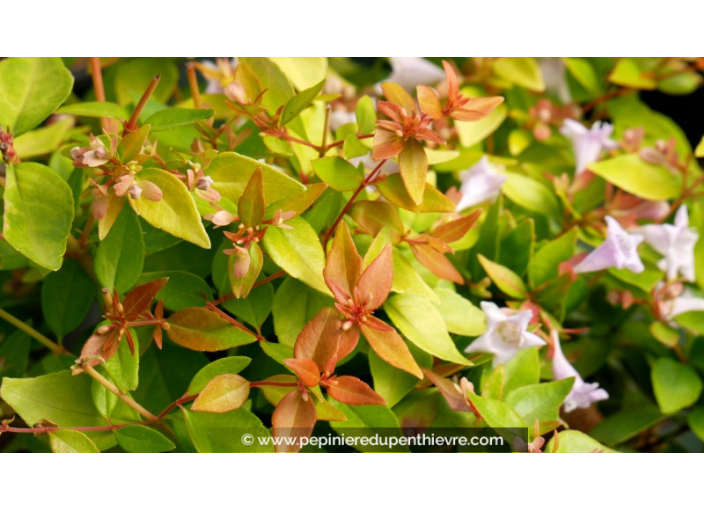 ABELIA grandiflora 'Caramel Charm'