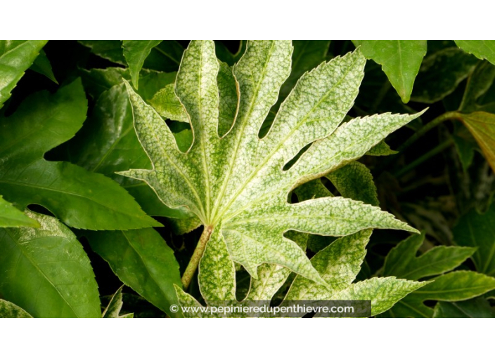 FATSIA japonica 'Spider's Web'