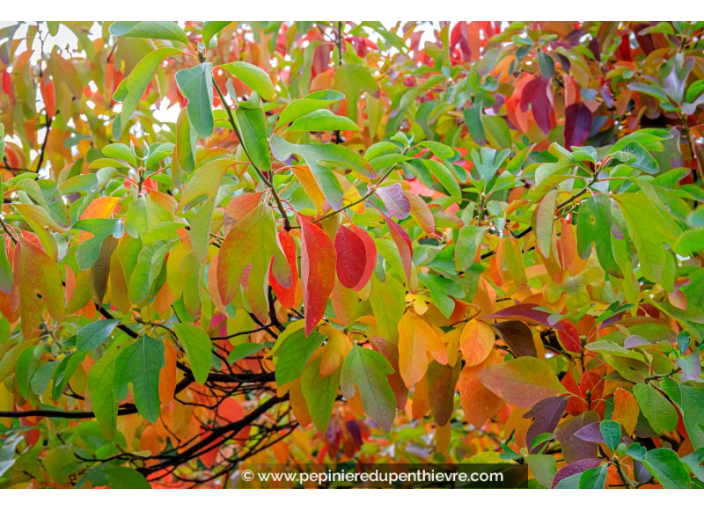 SASSAFRAS albidum