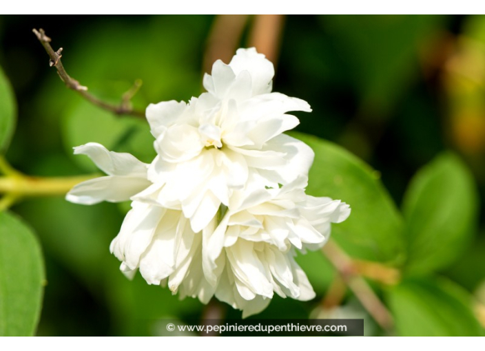 PHILADELPHUS 'Snowflake'