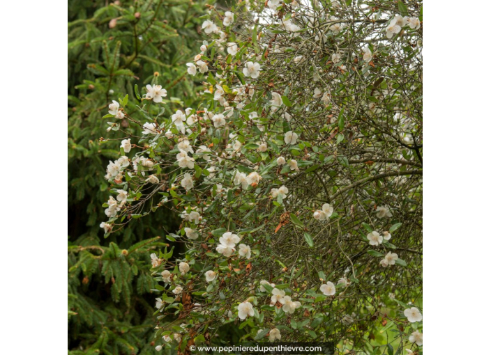 EUCRYPHIA 'Rostrevor'