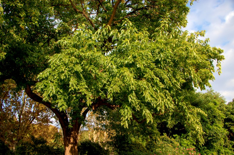 Maclura : arbre à tout faire des Osages