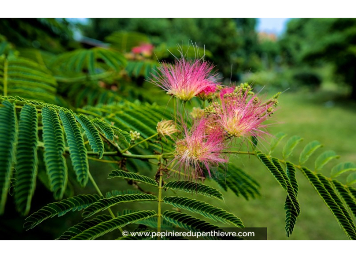 ALBIZIA julibrissin 'Ombrella'®