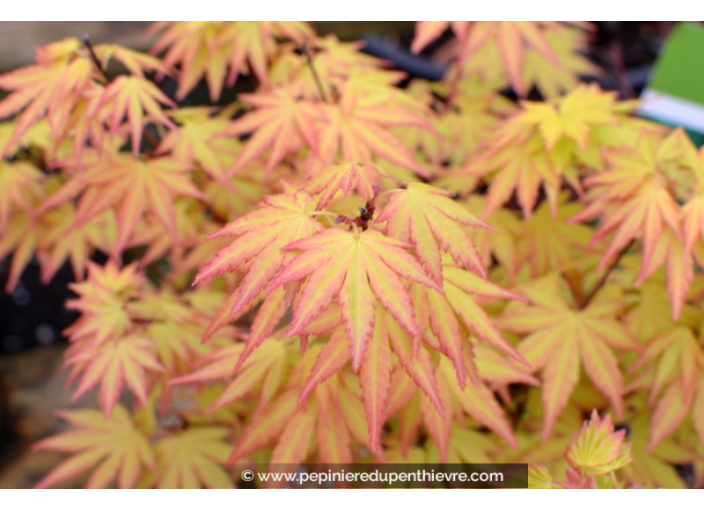 ACER palmatum 'Orange Dream'