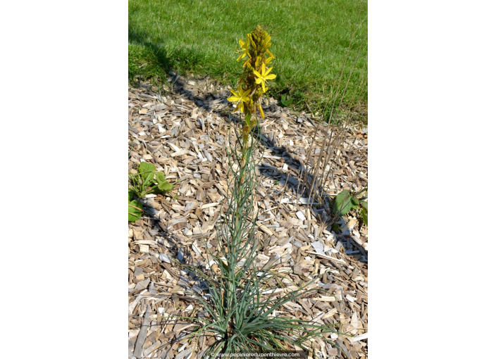 ASPHODELINE lutea