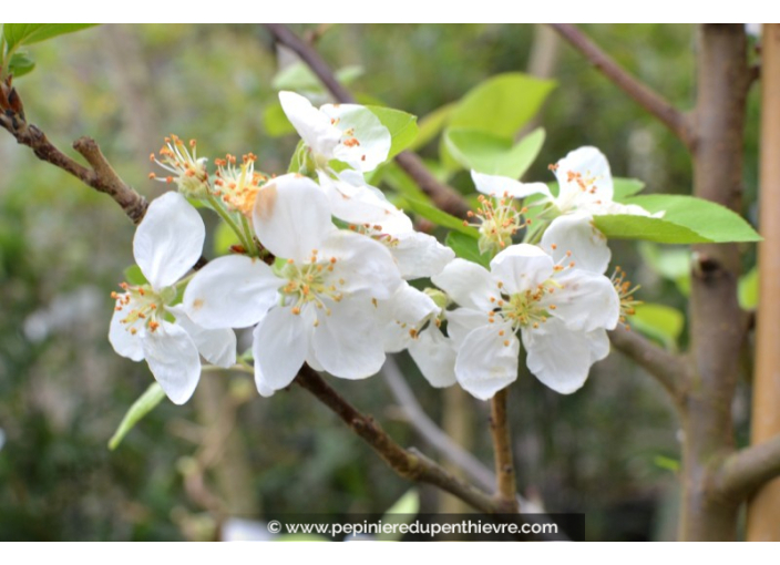 MALUS perpetu® 'Evereste'