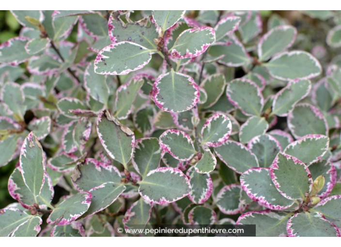 PITTOSPORUM tenuifolium 'Garnettii'