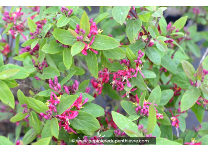 LONICERA tatarica 'Arnold Red'