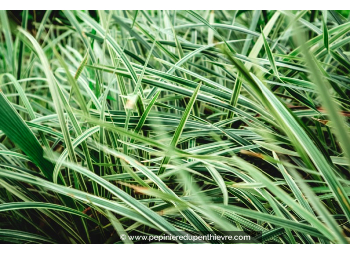 OPHIOPOGON jaburan 'Vittatus'