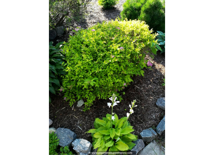 SPIRAEA japonica 'Golden Princess'