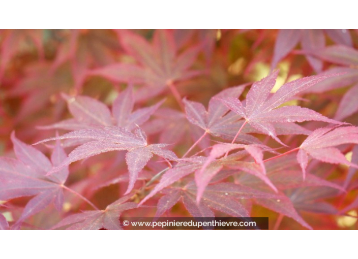 ACER palmatum 'Fireglow'