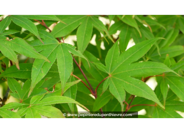 ACER palmatum 'Osakazuki'