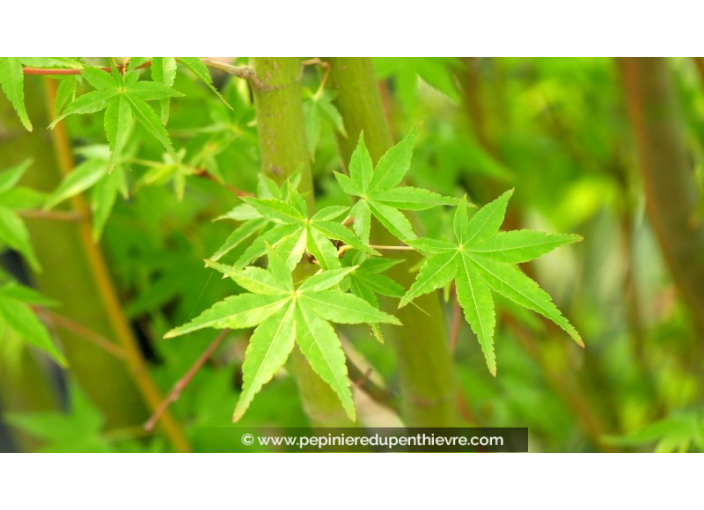 ACER palmatum 'Ueno-Yama'