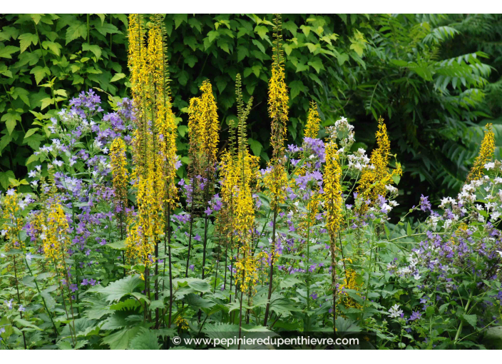 LIGULARIA stenocephala 'The Rocket'