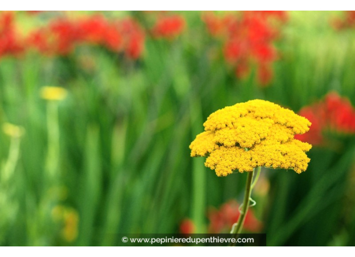 ACHILLEA filipendulina 'Cloth of Gold'