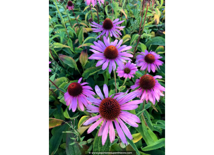 ECHINACEA purpurea 'Magnus'