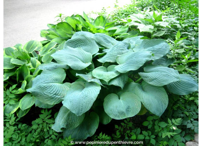 HOSTA sieboldiana 'Elegans'