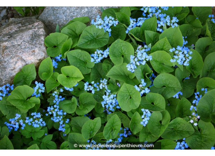 BRUNNERA macrophylla