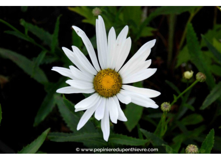 LEUCANTHEMUM x superbum 'Étoile d'Anvers'