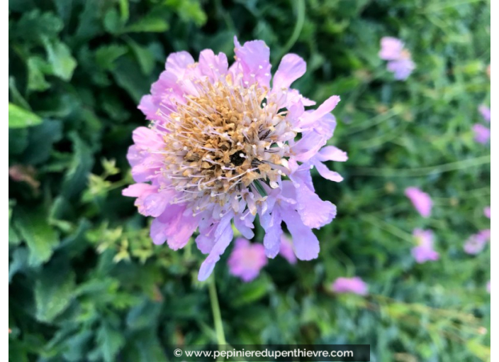 SCABIOSA columbaria 'Pink Mist'