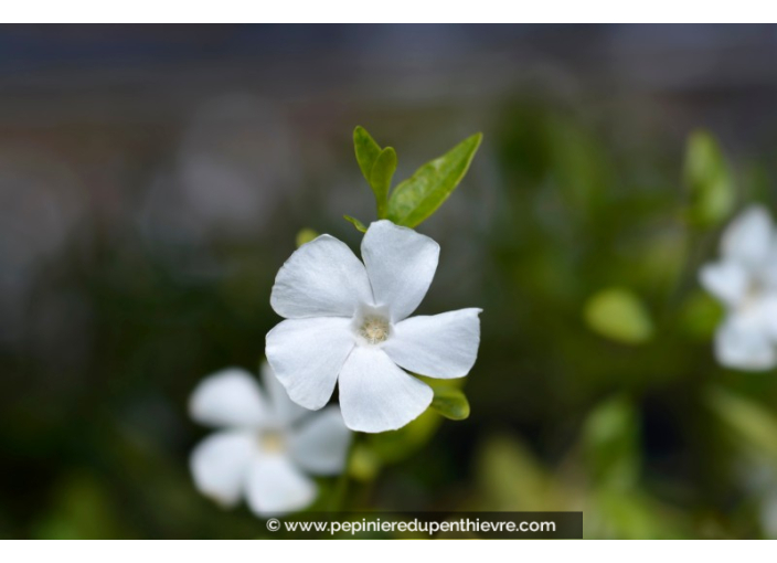 VINCA minor 'Alba'