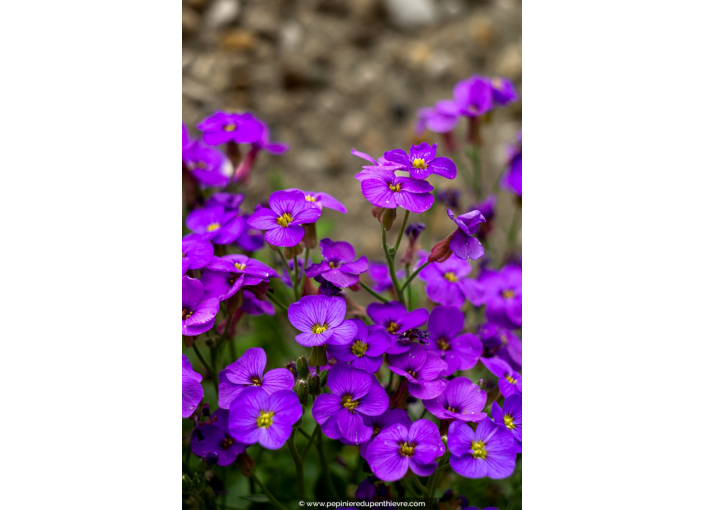 AUBRIETA 'Royal Blue'