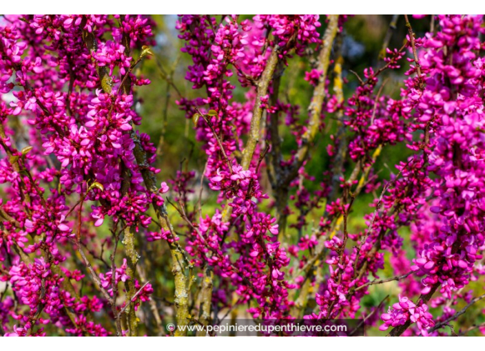 CERCIS chinensis 'Avondale'