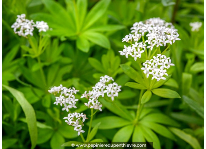 GALIUM odoratum