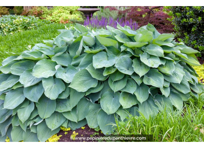 HOSTA 'Big Daddy'