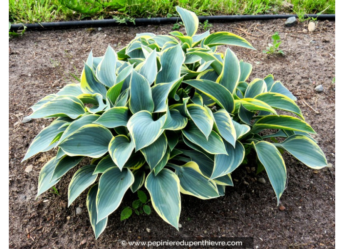 HOSTA fortunei 'Aureomarginata'