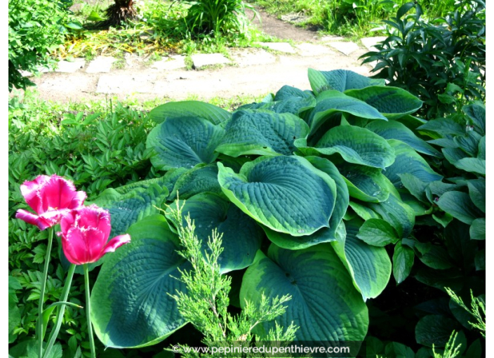 HOSTA 'Frances Williams'