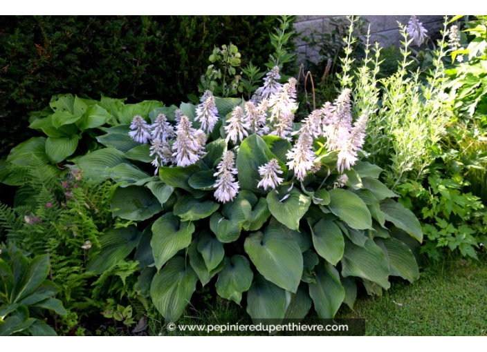 HOSTA 'Halcyon'