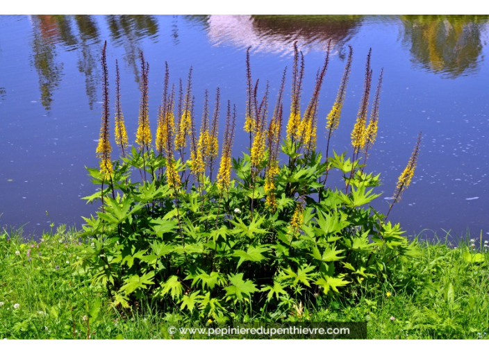 LIGULARIA przewalskii