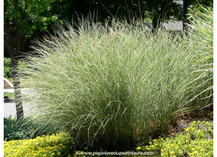 MISCANTHUS sinensis 'Morning Light'