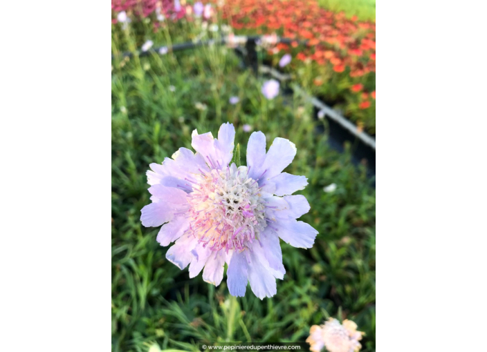 SCABIOSA caucasica 'Perfecta'