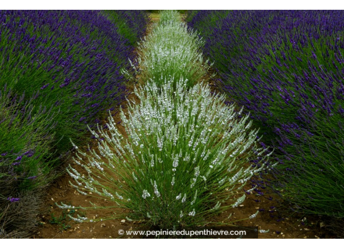 LAVANDULA angustifolia 'Edelweiss'