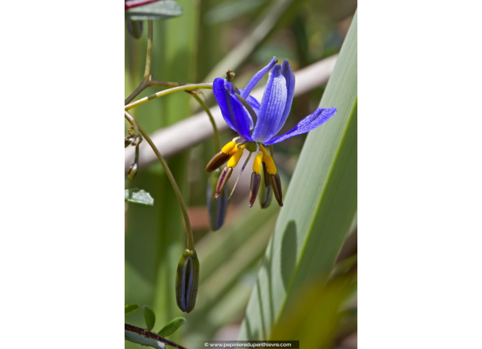 DIANELLA revoluta 'Coolvista'®