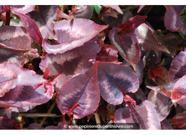 PERSICARIA microcephala 'Red Dragon'