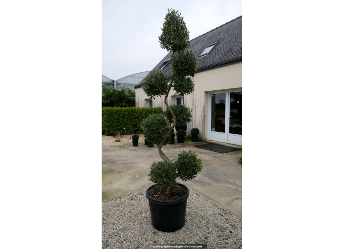 OLEA europaea - OLIVIER 'Pompons Spirale'