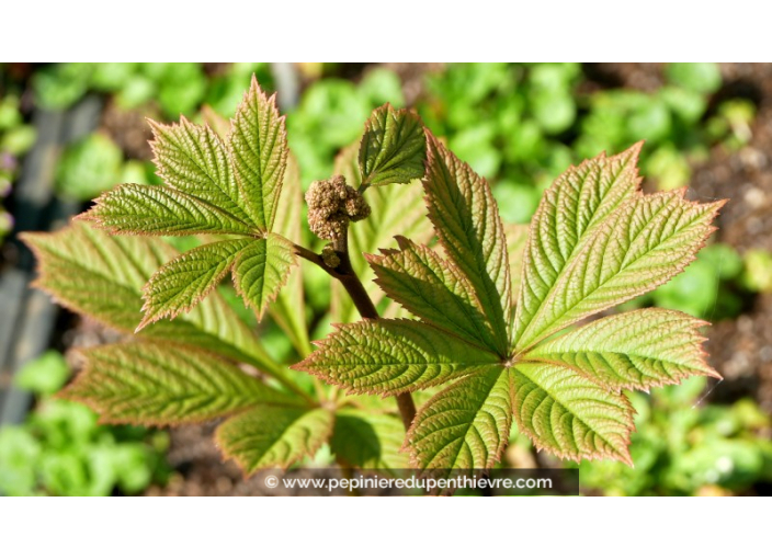 RODGERSIA pinnata 'Elegans'