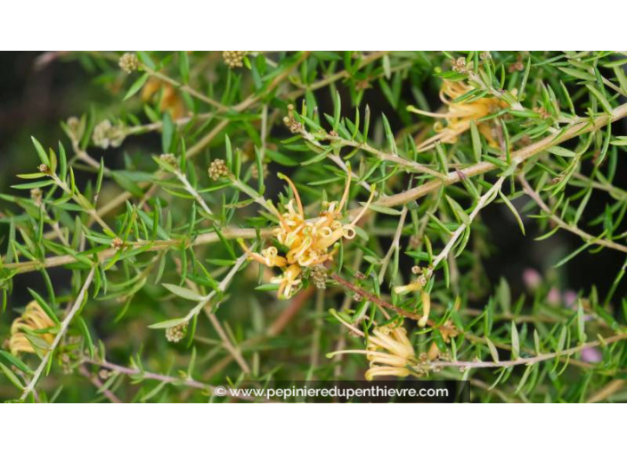 GREVILLEA prostata 'Aurea'